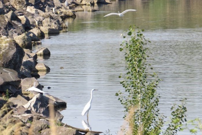 Ilustračný obrázok k článku Vzácnosti na Zemplínskej šírave a Senianskych rybníkoch, ktoré máme na vode