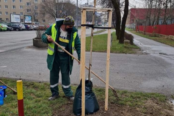 Ilustračný obrázok k článku Obnova stromovej aleje na Watsonovej pokračuje. Vyrúbané stromy nahrádzajú novými