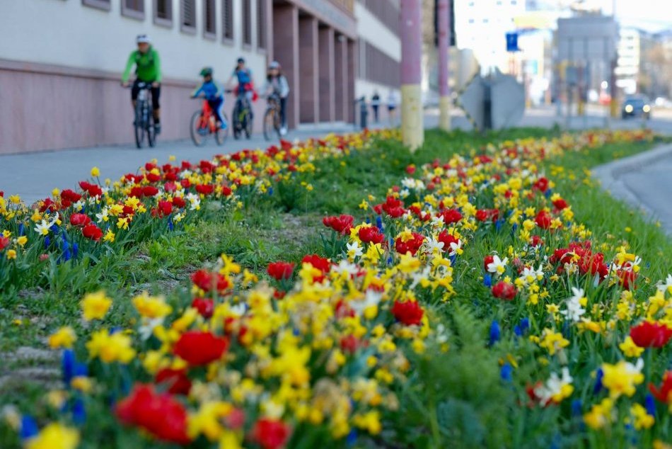 Ilustračný obrázok k článku OBRAZOM: Pozrite na tú nádheru! Bratislava je ako veľká rozkvitnutá záhrada