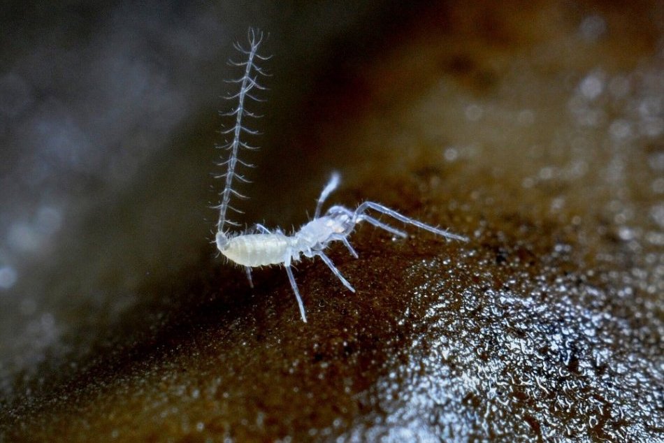 Ilustračný obrázok k článku Neuveríte čo všetko žije v jaskyniach. Košickí vedci skúmali jaskynných predátorov, FOTO