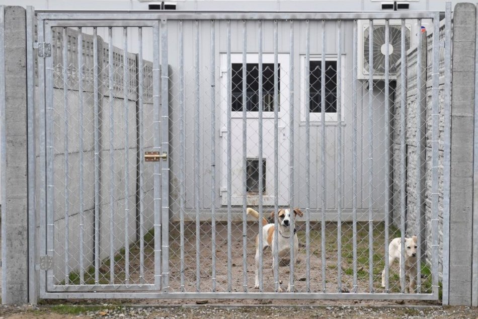 Ilustračný obrázok k článku Psy sa už netúlajú po uliciach. Odchytávajú ich mestskí policajti