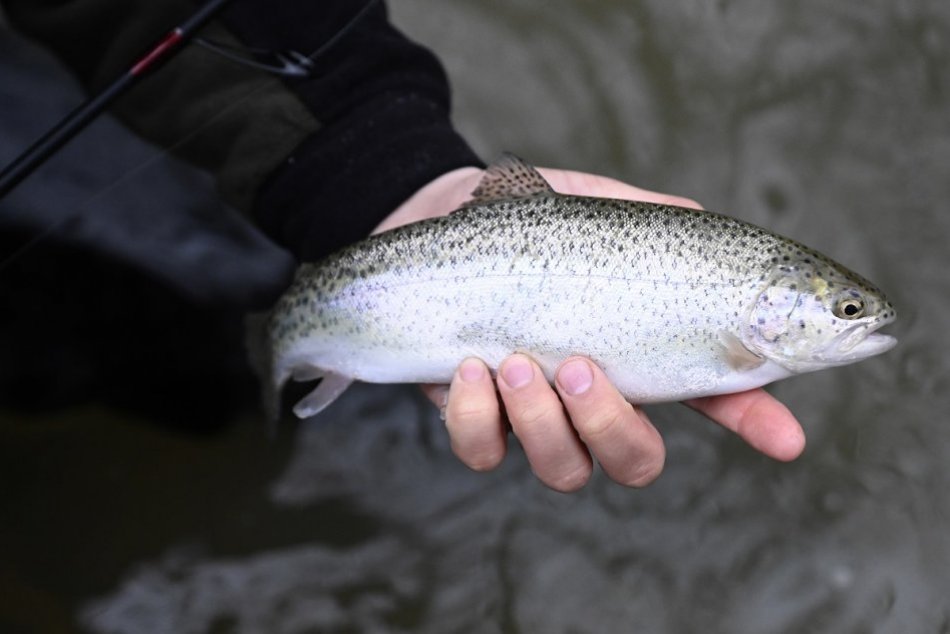 Ilustračný obrázok k článku Kam putujú peniaze z dotácie primátora Brezna? Mieria do Hrona