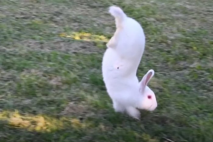 Ilustračný obrázok k článku KURIOZITA DŇA: Vzácne plemeno králika chodí IBA po predných, vedci rozlúskli záhadu