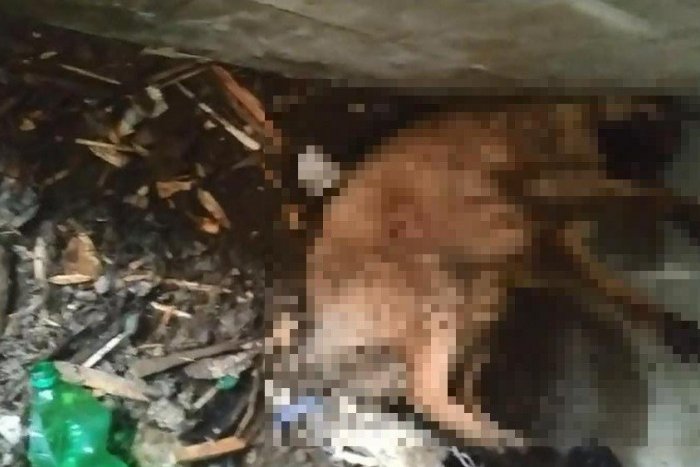 Ilustračný obrázok k článku Ohavný čin: Deti v osade týrali psa a ešte si to nahrávali!