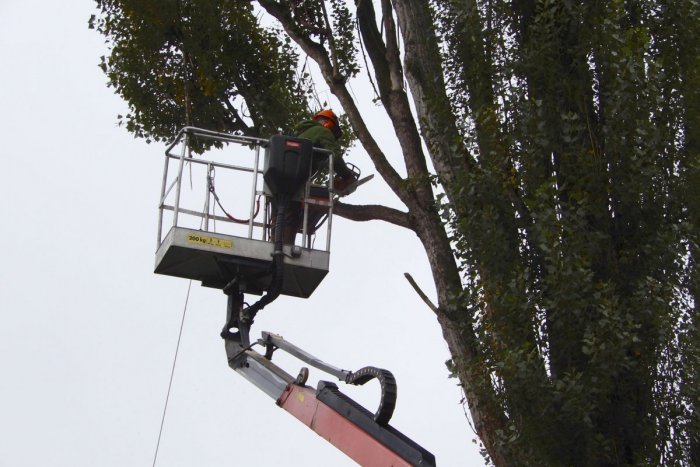 Ilustračný obrázok k článku Osud väčšiny TOPOĽOV na Rybníkovej ulici je spečatený! Nariadenie znie: VYRÚBAŤ!