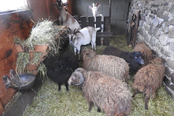 Ilustračný obrázok k článku Minizoo v Snine je opäť otvorená. Príďte sa pozrieť na nových obyvateľov