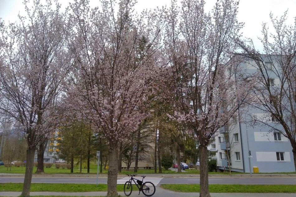 Ilustračný obrázok k článku Mnohé oči sa potešia: Na bystrických uliciach rozkvitli sakury, FOTO