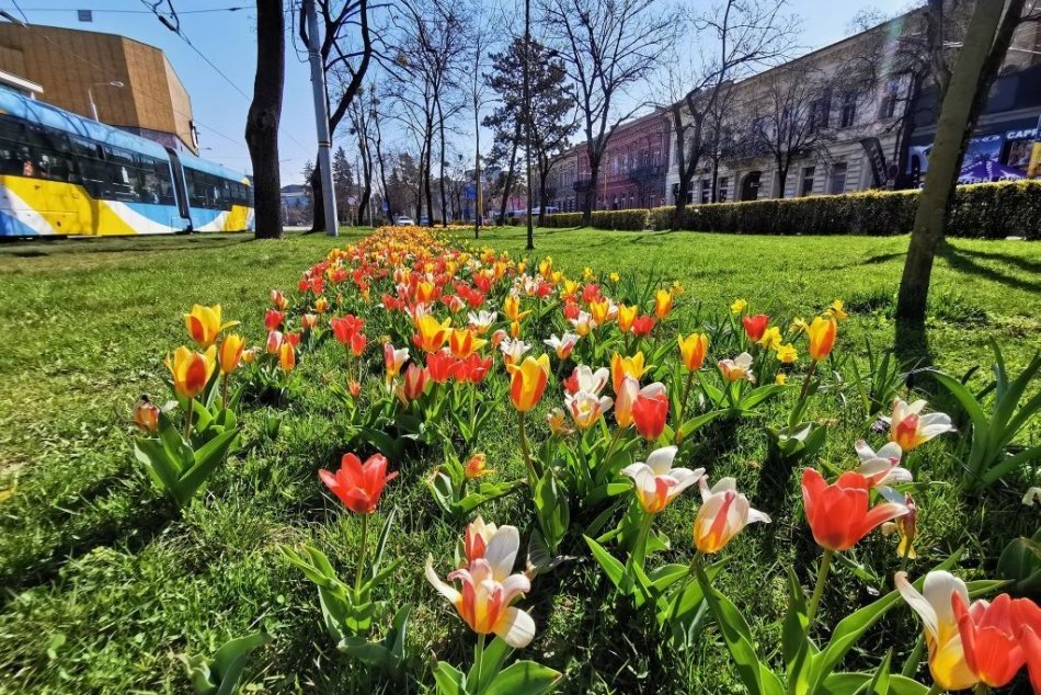 Ilustračný obrázok k článku Pozrite si tú nádheru! V Košiciach rozkvitli tisíce narcisov a tulipánov, FOTO