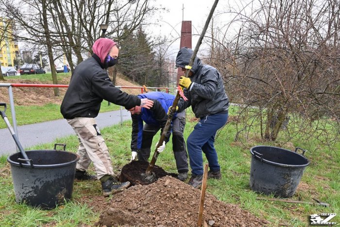 Ilustračný obrázok k článku Nikdy ich nie je dosť: V Prešove vysadili desiatky stromov, všimli ste si to? FOTO