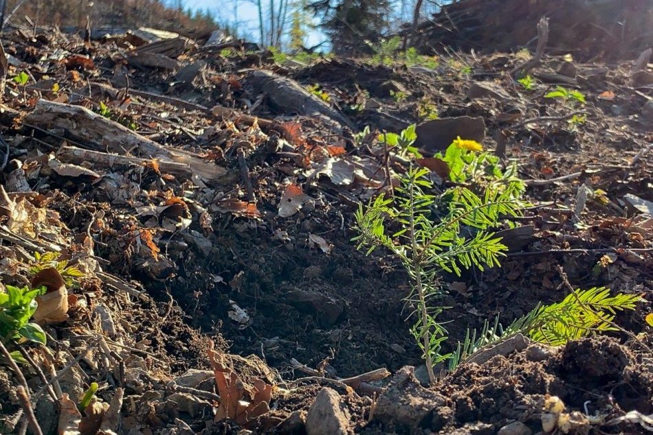 Ilustračný obrázok k článku Veľkolepý plán pre lesy na Gemeri: Kraj tu chce preinvestovať milióny!