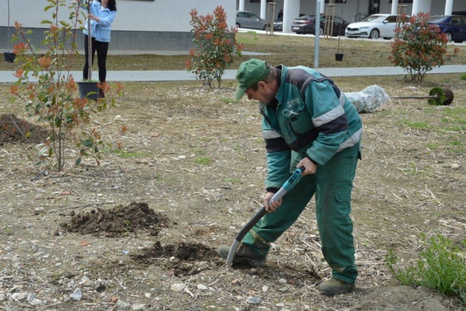 Ilustračný obrázok k článku Nové Zámky zazelenajú: Mesto vysadí ďalších viac ako STO stromov