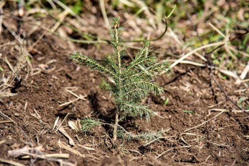 Ilustračný obrázok k článku V Petržalke vysadia nové dreviny, pribudnúť ich má 130