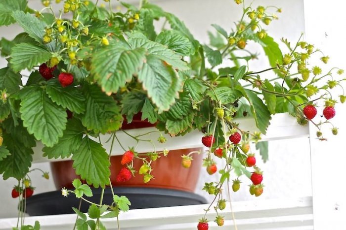 Ilustračný obrázok k článku Zabudnite na zelovoc! Tieto plodiny si pokojne dopestujete aj na balkóne