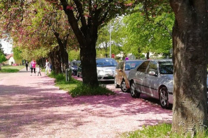 Ilustračný obrázok k článku Náš okres Michalovce varujú meteorológovia pred mrazom