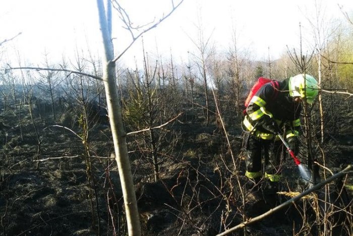 Ilustračný obrázok k článku Plamene zachvátili les pri Žiline: V akcii bolo vyše štyridsať hasičov! FOTO