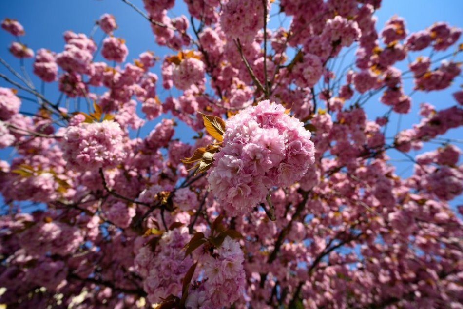 Ilustračný obrázok k článku Rozkvitnuté sakury lákajú na festival: Vychutnajte si kúsok Japonska v Bratislave