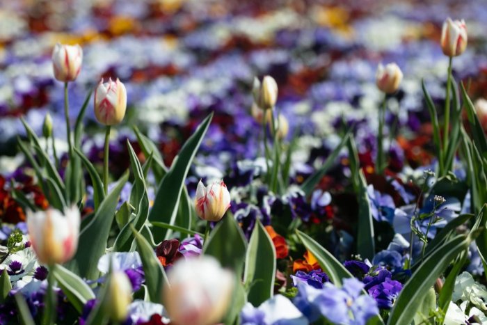 Ilustračný obrázok k článku Staré Mesto vysadilo takmer 30-tisíc kvetov. Zvolilo kombináciu dvoch druhov