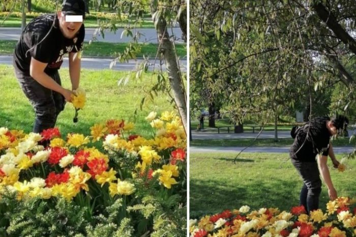 Ilustračný obrázok k článku Trhal kvety vysadené mestom a ešte bol drzý: Peter Bročka na muža hneď zareagoval