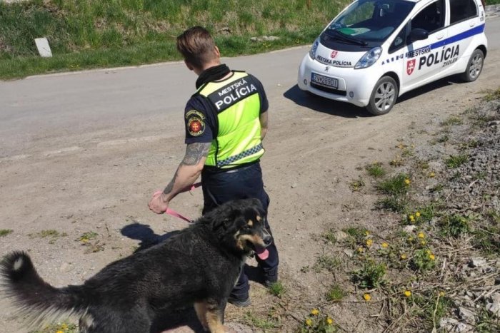 Ilustračný obrázok k článku Mestskí policajti sa dočkali krásnych slov: Čím si získali vďačnosť Zvolenčanov?