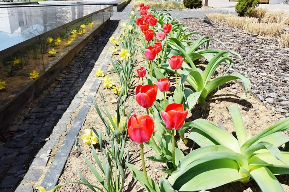 Ilustračný obrázok k článku Brezno doslova rozkvitlo do krásy: Aj vám sa páči mesto hýriace farbami? FOTO