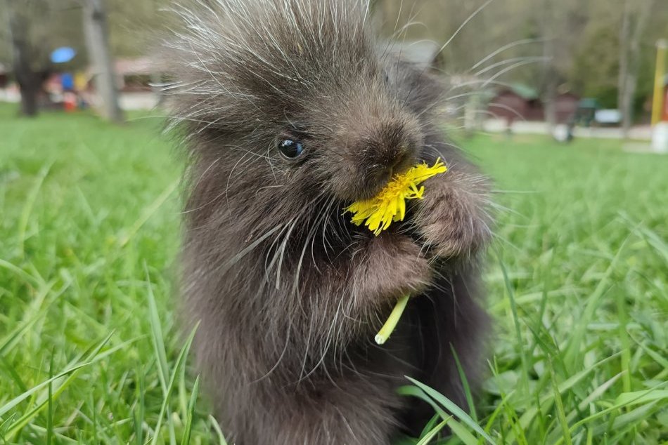 Ilustračný obrázok k článku To je ale rozkošné zvieratko. Mláďa urzona sa narodilo jedine v našej zoo, FOTO