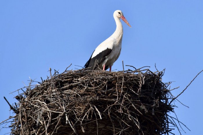 Ilustračný obrázok k článku Smutný príbeh bociana: Preletel dva svetadiely, niekto ho na Slovensku popravil! FOTO