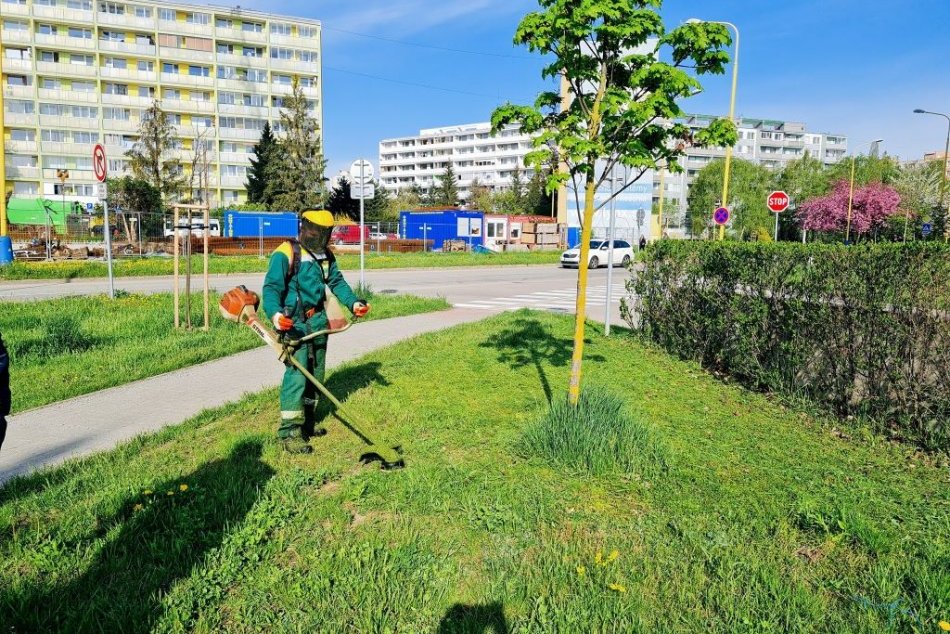 Ilustračný obrázok k článku Kuriozita alebo zámer? Pri stromoch zostali kruhy nepokosenej trávy, FOTO