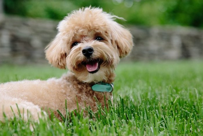 Ilustračný obrázok k článku Bratislavské psíky majú ďalšiu skvelú možnosť na cvičenie: Otvorili nový agility park