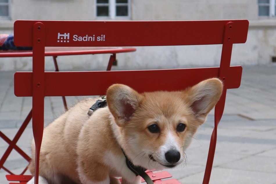 Ilustračný obrázok k článku Bratislavčania si oddýchnu: Sadni si! prináša tento rok stoličky na nové miesta