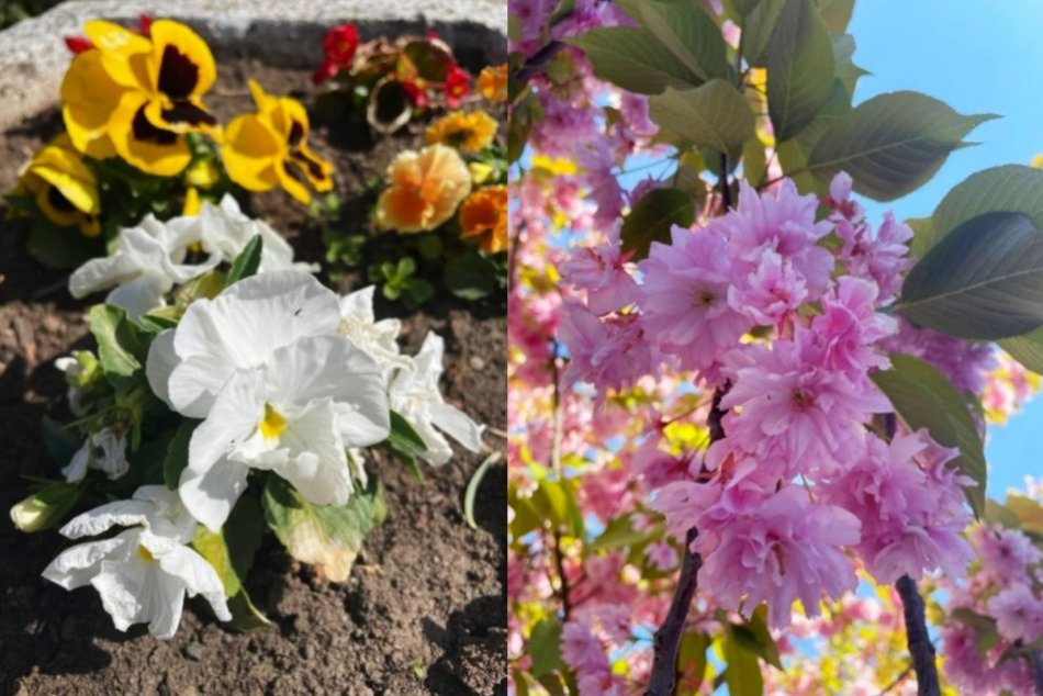 Ilustračný obrázok k článku Jar zavítala aj do Šale: Ulice mesta rozkvitli do krásy, FOTO