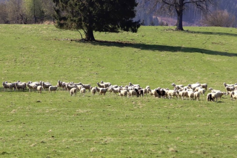 Ilustračný obrázok k článku Pri Štrbe môže vzniknúť nová prírodná rezervácia: Zachránime pimprlíka?