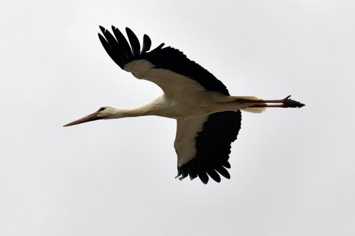 Ilustračný obrázok k článku V bojnickej ZOO zachránili životy bocianom: Snoty, Solim a Rufaro opäť lietajú