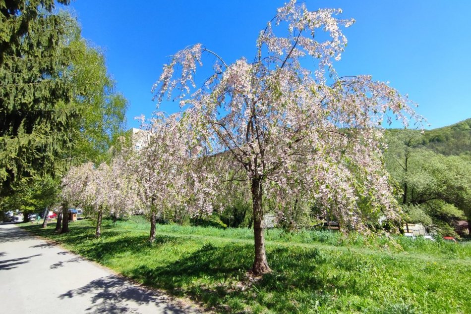 Ilustračný obrázok k článku Bystrické ulice neskrášľujú len rozkvitnuté sakury: Poznáte aj tieto miesta? FOTO