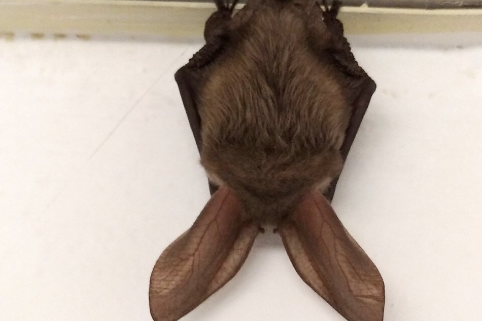 Ilustračný obrázok k článku Zažite Noc netopierov v košickej zoo