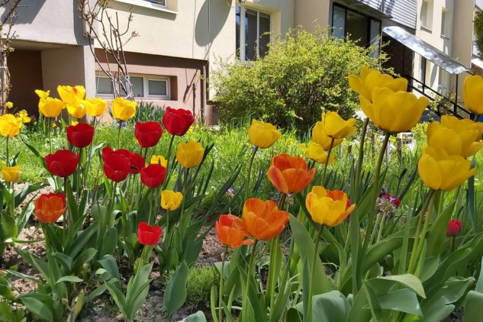 Ilustračný obrázok k článku Bytové domy v Brezne skrášlia predzáhradky: Mesto na to vyčlenilo tisíce eur