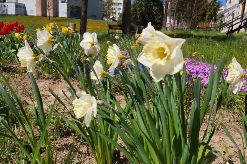 Ilustračný obrázok k článku Chcete si upraviť spoločnú predzáhradku? Pozor, aj TOTO môže susedom vadiť!