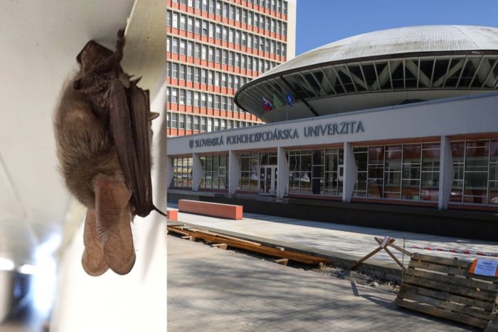 Ilustračný obrázok k článku Prekvapenie na SPU v Nitre: Vo vyľudnených priestoroch našli spiaceho návštevníka