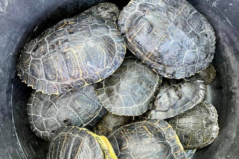 Ilustračný obrázok k článku Veľká akcia na Štrkovci: Odchytávajú korytnačky, ktoré tam vypustili ľudia