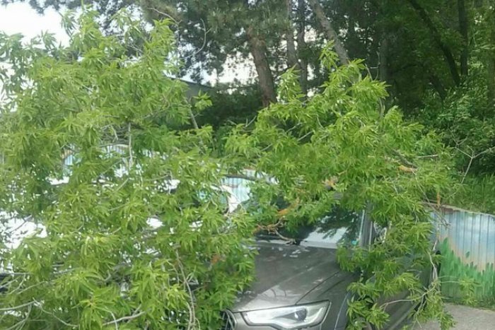 Ilustračný obrázok k článku V centre Bratislavy spadol strom na auto. Na mieste sú hasiči aj polícia