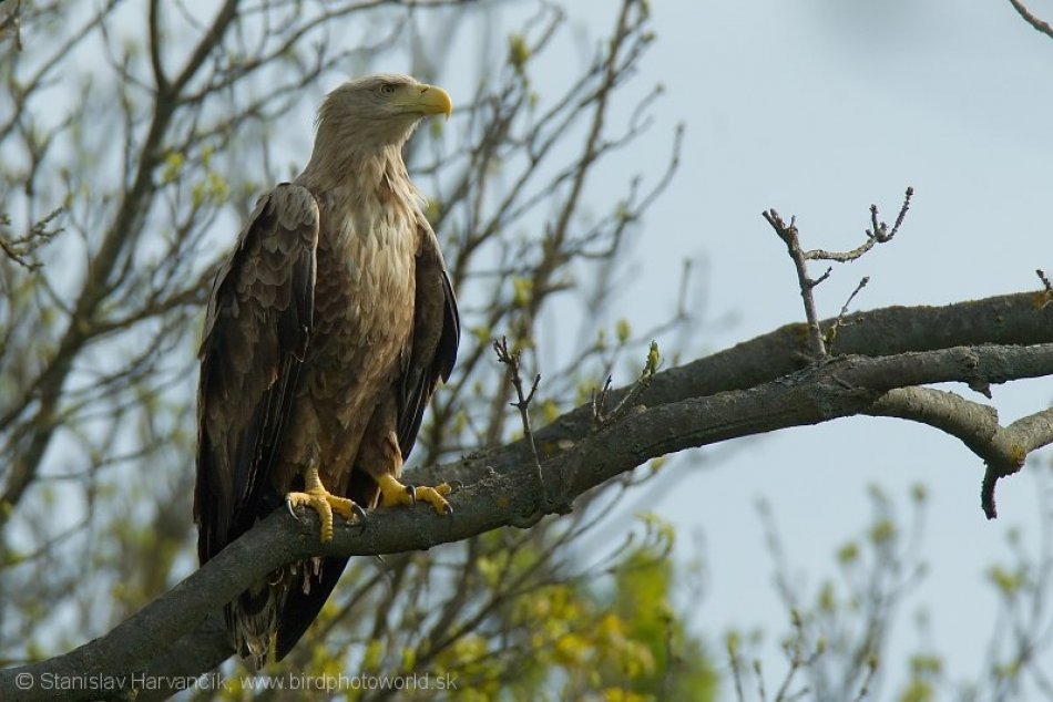 Ilustračný obrázok k článku Majestátny dravec opäť zahniezdil na Ponitrí: Mladé orliaky už dostali krúžky