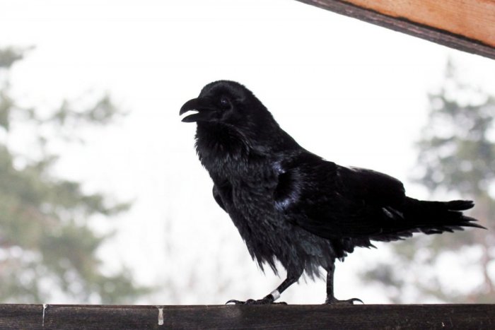 Ilustračný obrázok k článku Brutálny režim pre ČIERNY okres Ružomberok: Bez testu či očkovania už nekúpite ani šál!