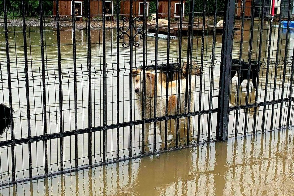 Ilustračný obrázok k článku Zaplavilo útulok zvierat! Zamestnanci prosia o pomoc FOTO