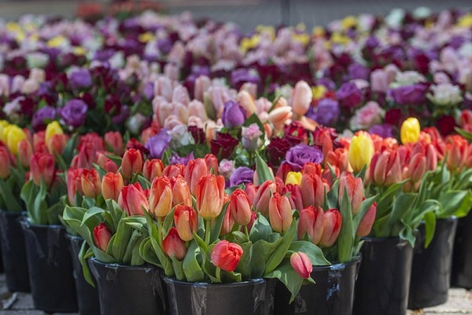 Ilustračný obrázok k článku FOTO: Srdce z tisícov kvetov pripomína obete COVID-19. Kde v Bratislave ho môžete vidieť?