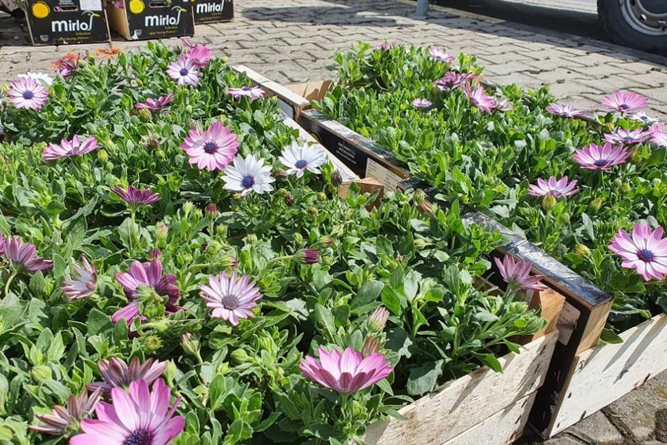 Ilustračný obrázok k článku Všimli ste si to? Liptovský Mikuláš ožil farbami, nové kvety zdobia viacero lokalít