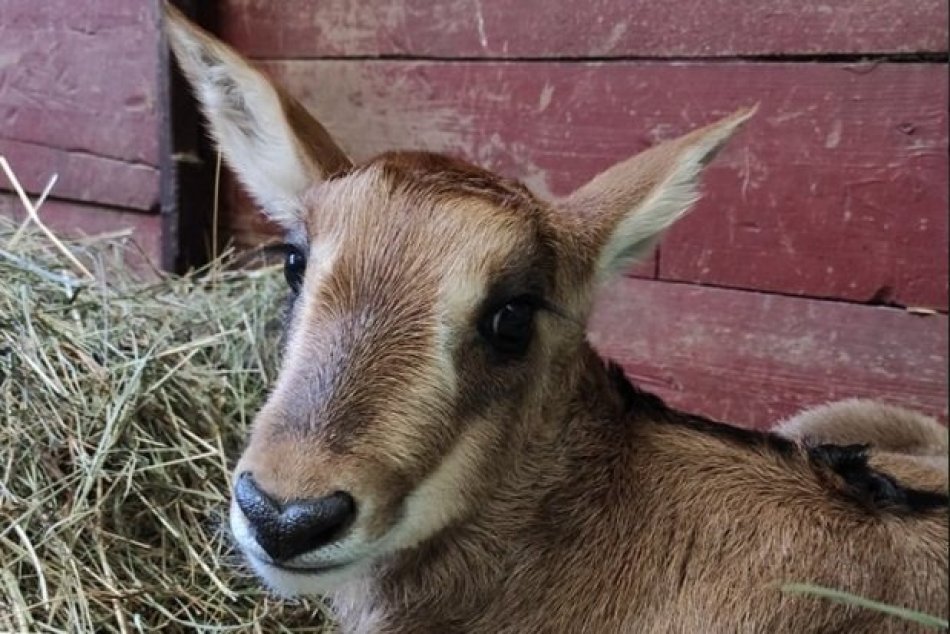 Ilustračný obrázok k článku V ZOO Bojnice sa narodil kráľ: Fešák Eze robí radosť rodičom i chovateľom, FOTO
