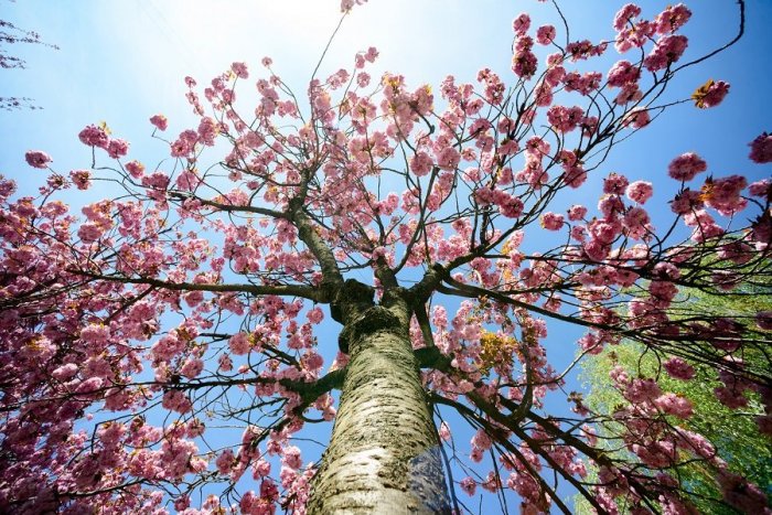 Ilustračný obrázok k článku V Liptovskom Hrádku pribudla nová zeleň: Stojí za ňou investor