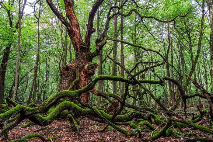 Ilustračný obrázok k článku V Trenčianskom kraji vzniknú nové chránené územia: Kde ich vláda vyhlásila?