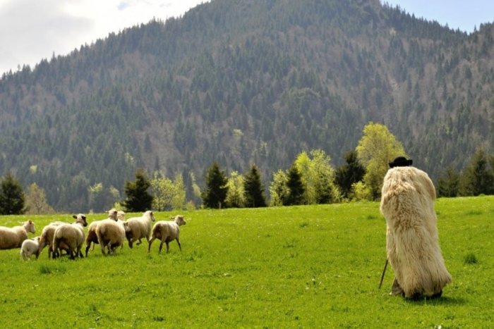 Ilustračný obrázok k článku VIDEO: Uchovávajú naše tradície, no v pote driny! Robíme to už len z lásky, vraví bača