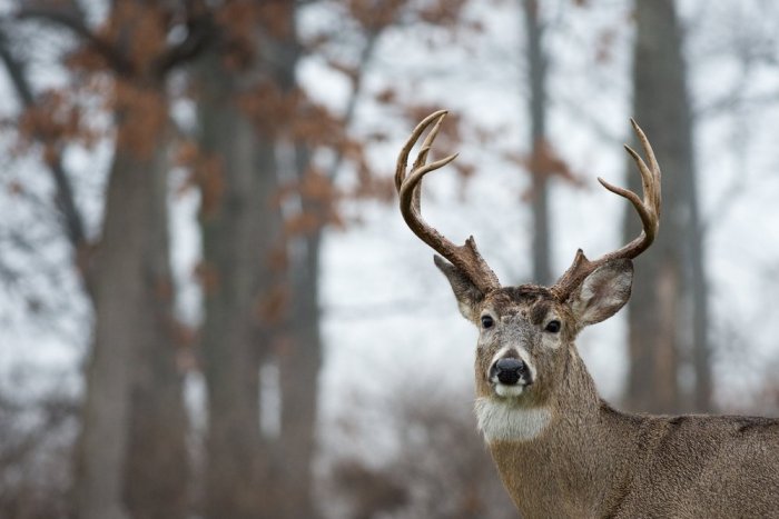 Ilustračný obrázok k článku Ďalekohľady, puškohľady, nočné videnie – dôležitá výbava na pozorovanie voľnej prírody