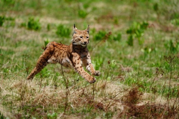 Ilustračný obrázok k článku Z bojnickej ZOO až do Chorvátska: Rys Emil si hľadá partnerku